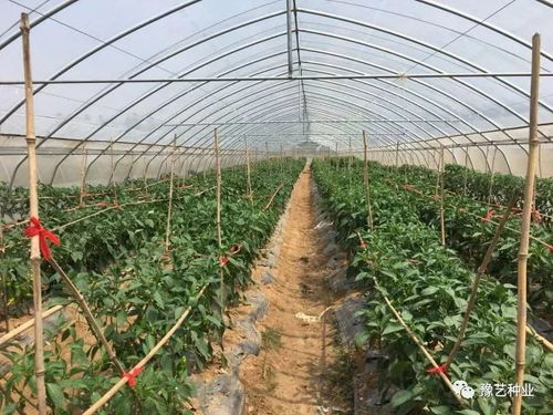 豫藝種業2018早春瓜菜新優品種觀摩會邀請函