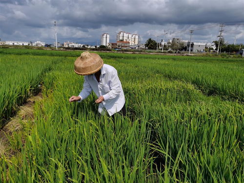 湖北種業(yè)專家在海南召開了這場(chǎng)會(huì)議 討論了一個(gè)大問(wèn)題