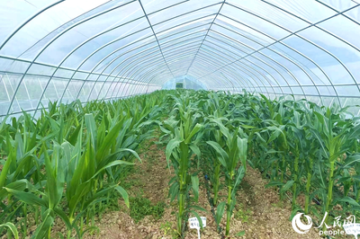 &ldquo;靠&rdquo;好山、&ldquo;吃&rdquo;好海 福建省政協(xié)農(nóng)業(yè)農(nóng)村委開(kāi)展?jié)O港、種業(yè)發(fā)展調(diào)研