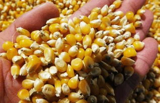 玉米終于迎來(lái)好消息 狠狠懟了美國(guó)一把