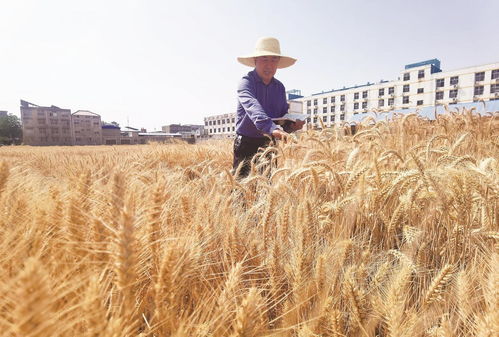 激活農(nóng)業(yè)芯動(dòng)能