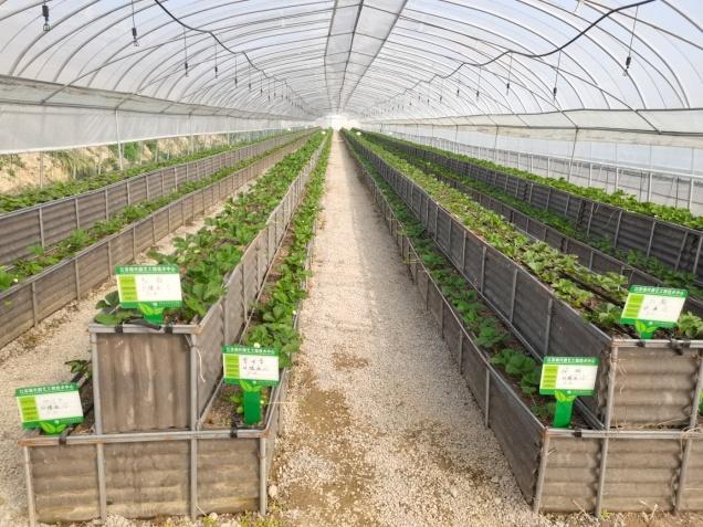 農(nóng)民種業(yè)品字型與傳統(tǒng)種植田間對(duì)比(3)