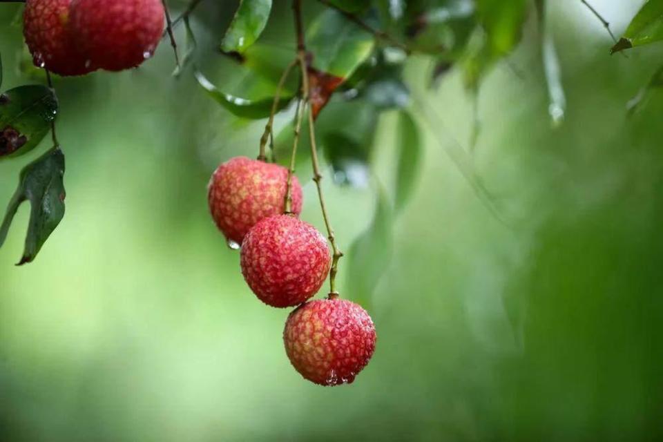 廣州增城:9個實踐點入選&ldquo;粵字號&rdquo;農業(yè)品牌目錄