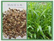 高羊茅草坪種子圖片_高羊茅草坪種子圖片大全_高羊茅草坪種子圖庫_一呼百應(yīng)