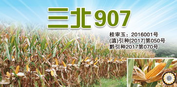 產(chǎn)品 三北種業(yè) sanbeiseed 種子,玉米種子,種業(yè)公司,高產(chǎn)栽培,農(nóng)業(yè)技術(shù)