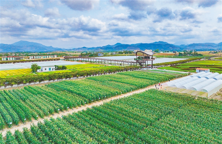 海墾集團堅持“項目為王”，多舉措推進產業升級與墾地融合