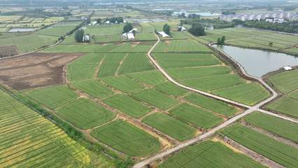 安徽白湖種業創新研發兩個小麥新品種，助力種業高質量發展