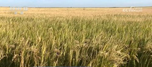 我國種業振興行動取得階段性成效，初步摸清資源家底