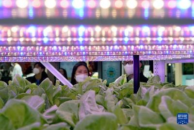 進博會上的農業新篇章 集裝箱里種菜的種業革命