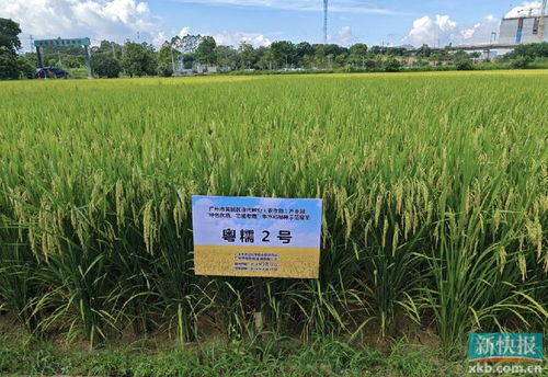 黃埔區(qū)現(xiàn)代種業(yè)產(chǎn)業(yè)園早造觀摩會 水稻所聯(lián)合主辦助力種業(yè)振興