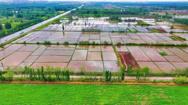 鹽堿稻浪映鵬城，科技番茄上餐桌 深圳種業(yè)力量護(hù)航國家糧食安全