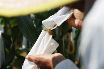 聚焦種業(yè)“破卡”，2021中國種子大會引領(lǐng)種業(yè)振興新篇章